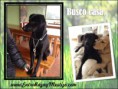 Labrador en adopción, zona de avilés